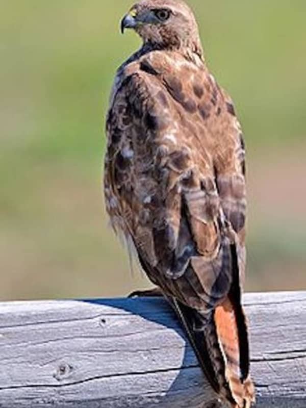 Angry Bird: 'Agitated' Hawk Captured After Attacks Injure Two In Fairfield County