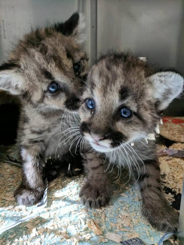 Brother Cubs Whose Mom Was Shot By Hunter Make Bergen County Zoo Debut