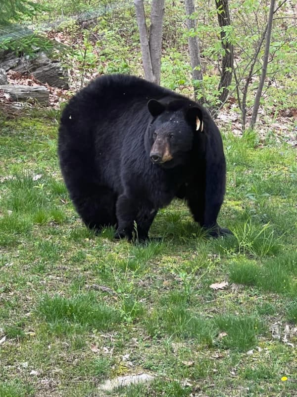 Off-Duty Cop Who Killed Beloved Bear In Fairfield County Won't Be Charged