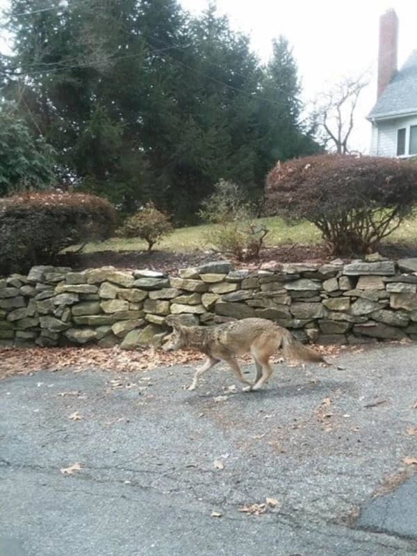 Coyote Killed In Yonkers Tests Positive For Rabies