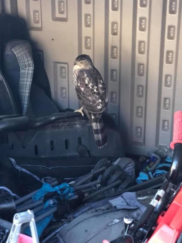 Police Help Rescue Raptor Following Sunday Swan Save In Rockland