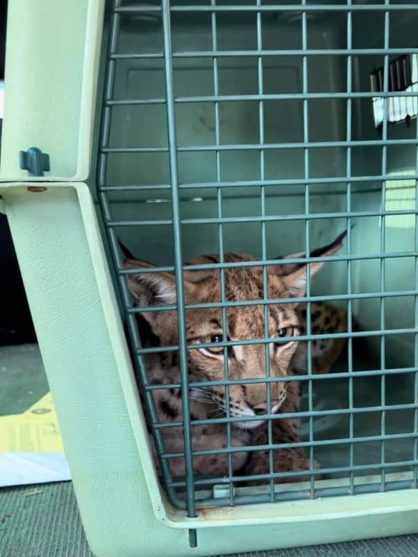 Lynx Captured After Being On Loose In Suffolk County