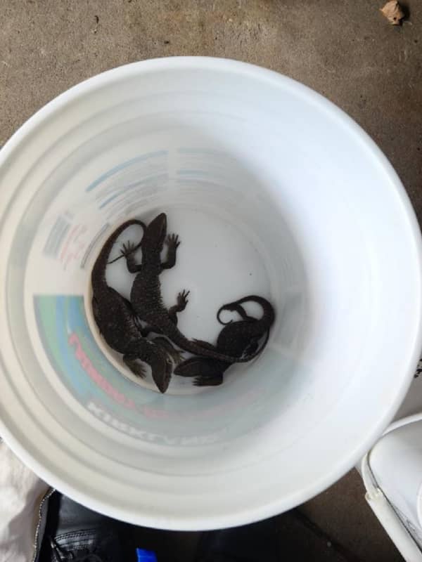 Oops! Box Of Live Reptiles Mailed To Wrong Address In Port Chester