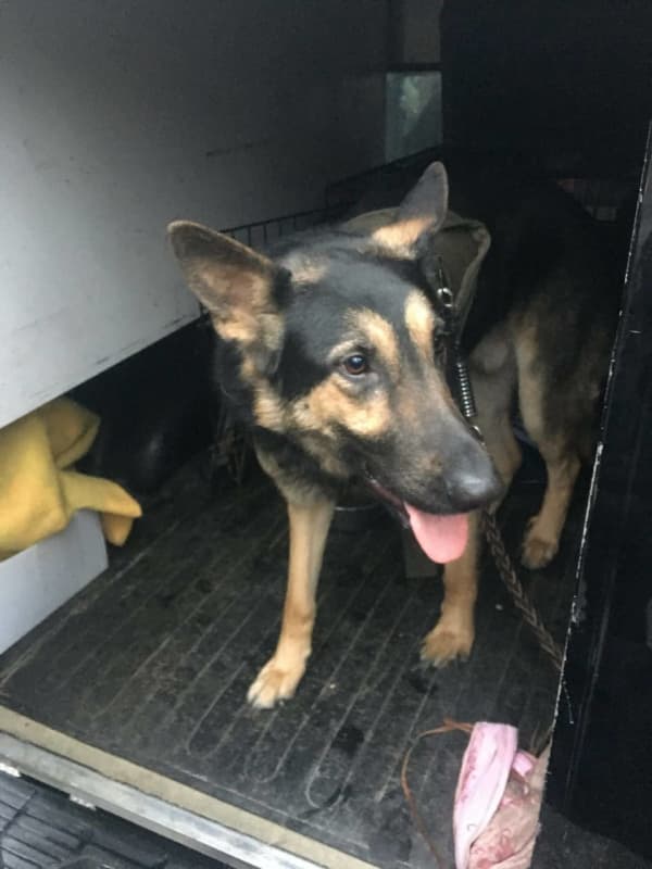 Know It? Loose German Shepherd Found In Rockland