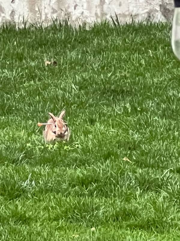 Bunnies Blasted By Blow Darts Under Investigation In Arlington