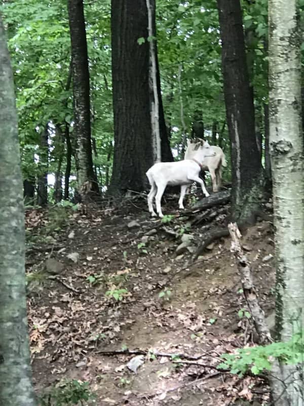 'Getaway' Goats Make Quick Exit In Rockland