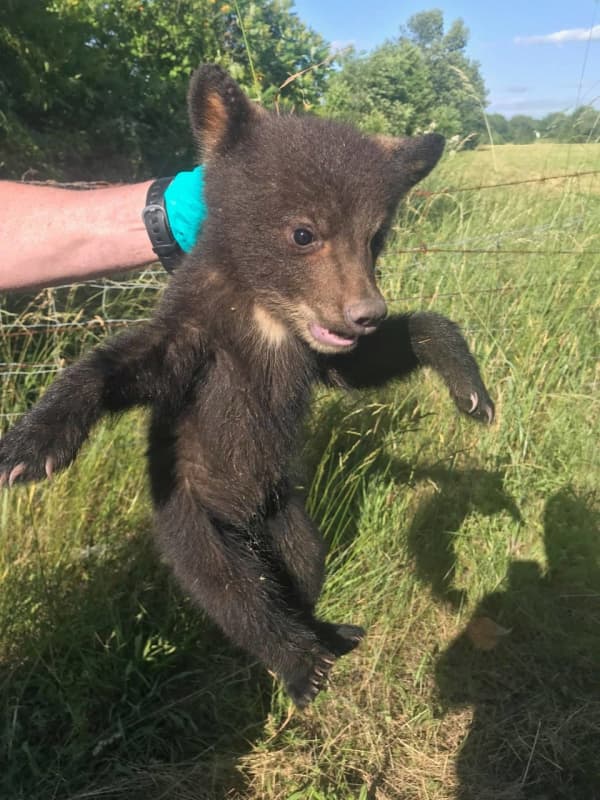 Grin And Bear It: Orphaned Cub Rescued In Hudson Valley