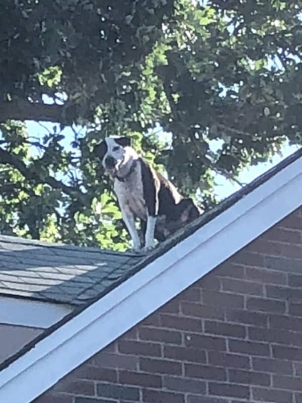 Little Ferry Firefighters Rescue Stranded Dog From Roof