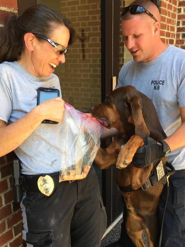 BLOODHOUND GANG: Police K9s From Throughout NJ Learn New Tricks In Maywood