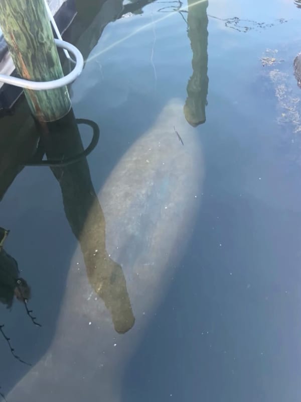 Manatee Spotted In Southern New England Waters After Traveling Hundreds Of Miles: Here's Where