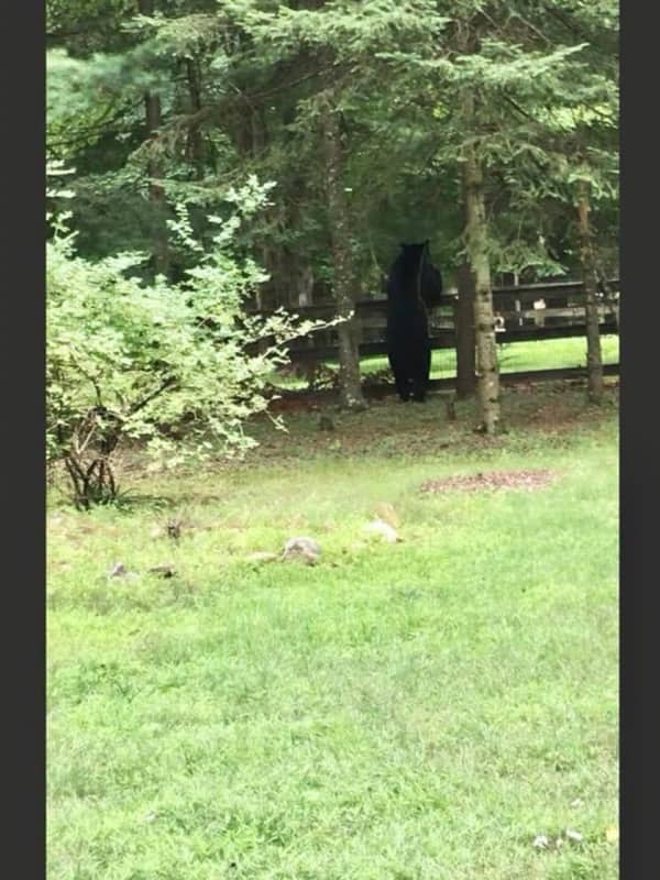 Taking A Stand: Black Bear Makes Rounds In Rockland