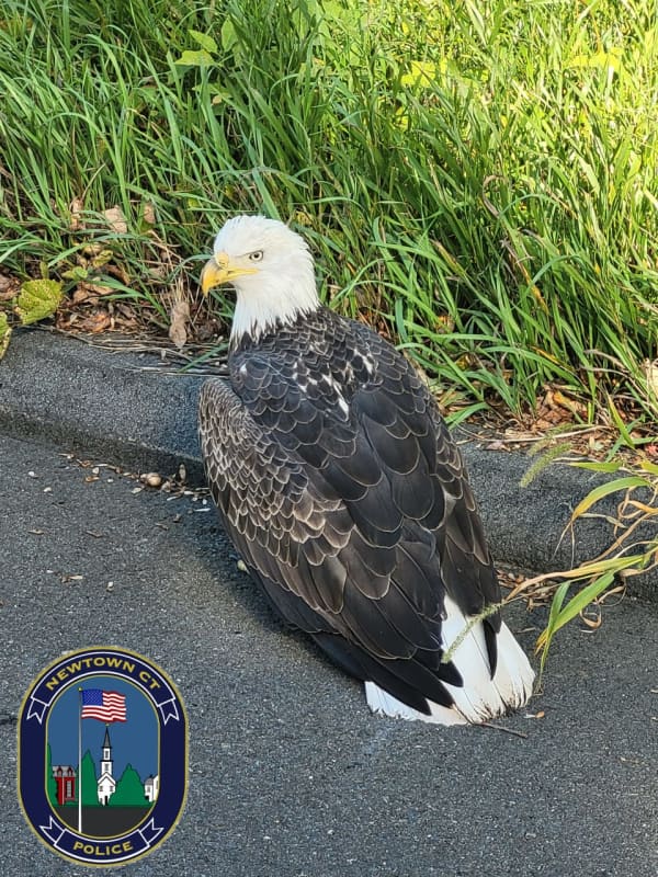 Bald Eagle Comes Back To Life After Being Found In CT Road