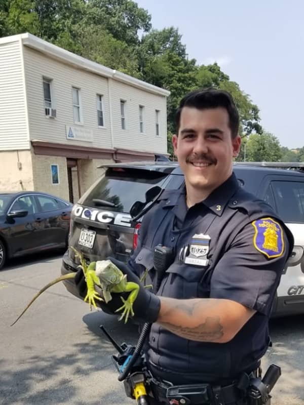To The Rescue: Police Officers Help Corral Loose Iguana In Yonkers