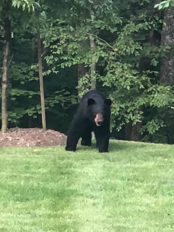 New Bear Sighting Reported: This One In Brewster