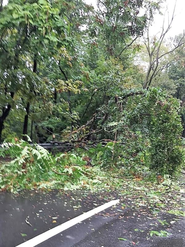 Fallen Tree Hits Van At Busy New Milford Intersection