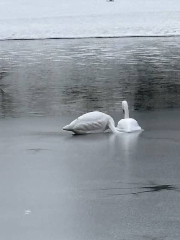 Reported Dead Swan Revealed To Be Decoy In CT: 'They Looked Pretty Real To Us'