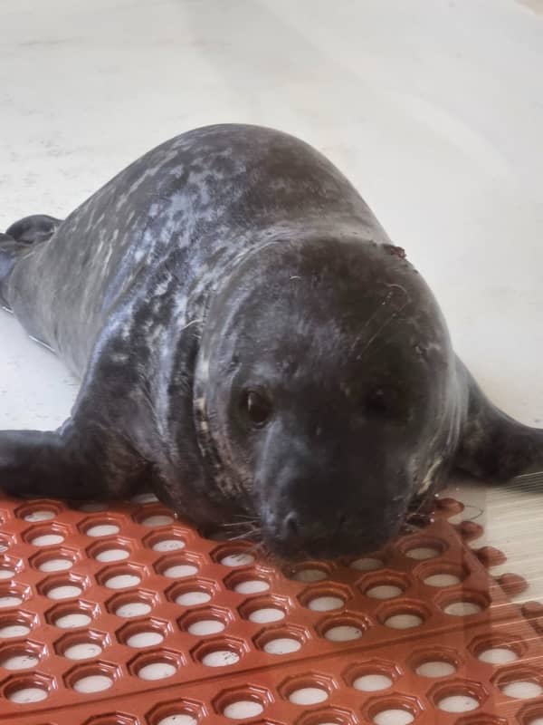 Baby Seal Dies After Wandering Ocean City Streets