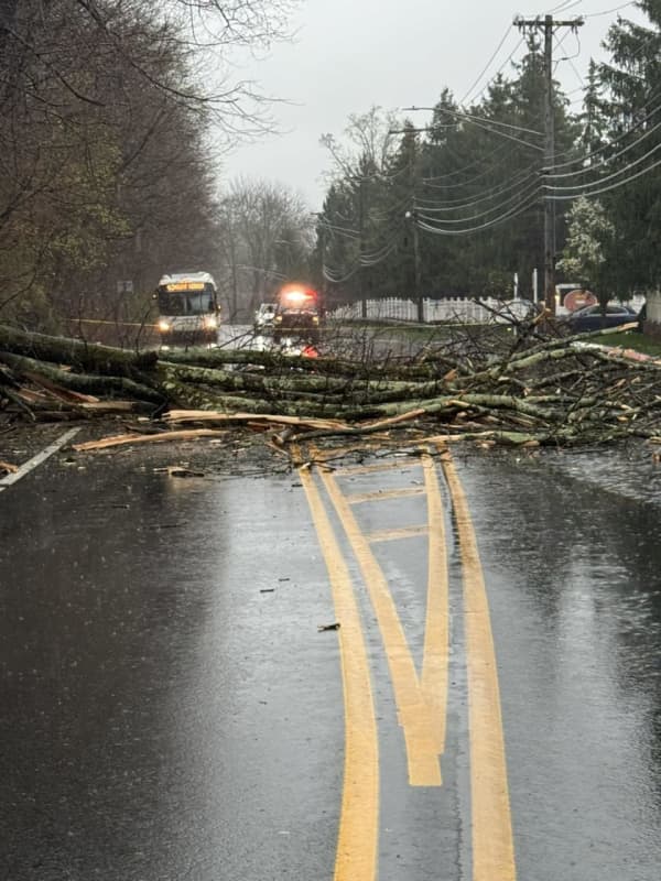 Route 100 Reopens After Tree Falls In Greenburgh