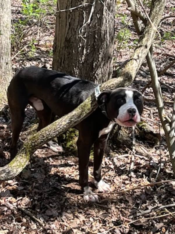Dog Found Hooked To Tree By Collar, Abandoned In South Windsor