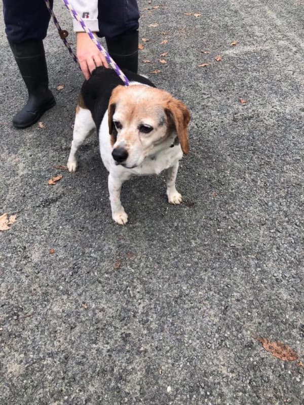 Know Her? Beagle Found On Route 59