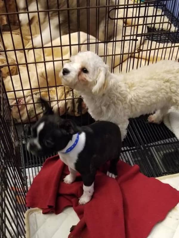 Nearly 100 Puppies Rescued After Blaze Breaks Out At Pet Shop