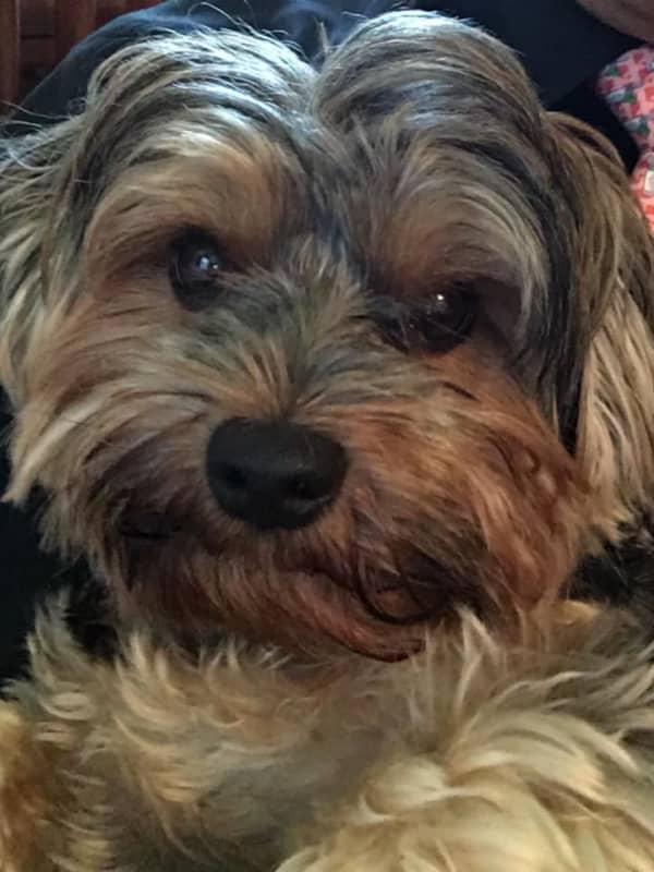 Heartbroken Owner Reunited With Stolen Dog In Westchester