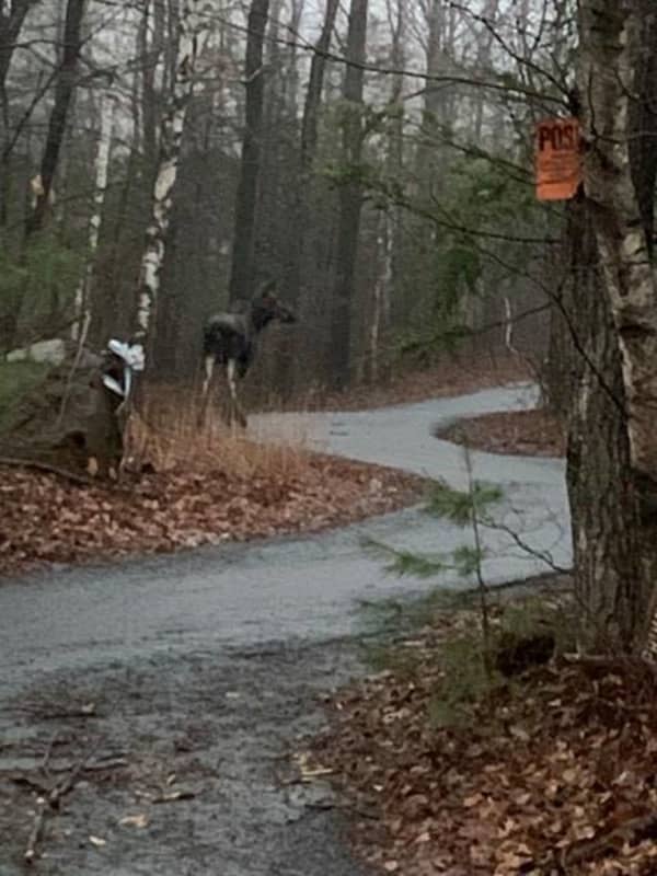 Keep An Eye Out: Moose Are On The Loose, CT DEEP Says