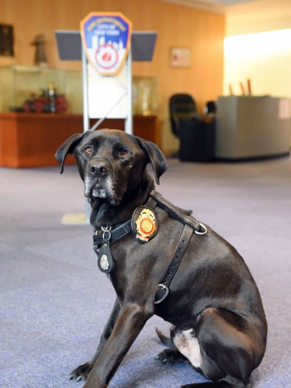 FDNY K9 Named For Fire Marshal From Westchester Who Died On 9/11 Named 'Top Dog'