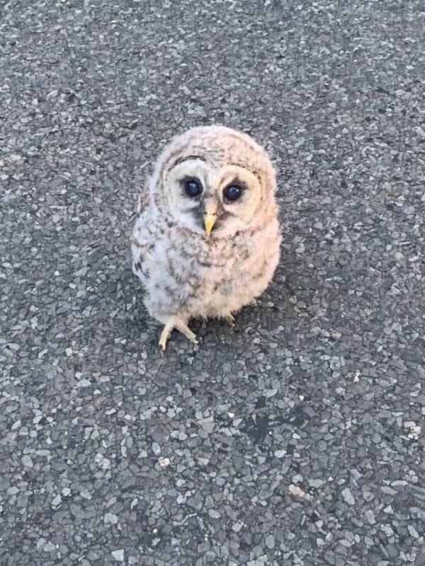 Baby Owl Rescued From Middle Of Busy Roadway In Easton
