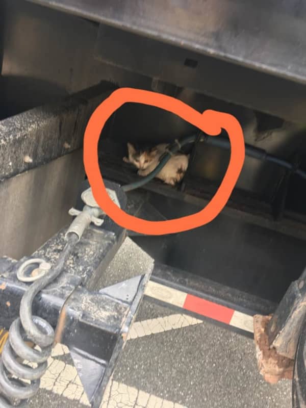 A 'Miracle': Kitten Found Safe In Summit After Hitching Ride On Truck