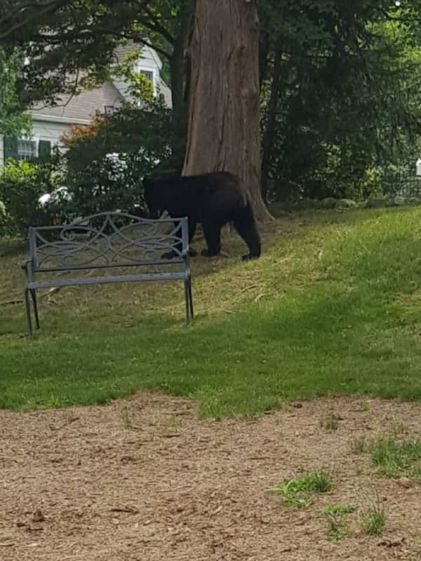 New Black Bear Sighting Reported In Bedford
