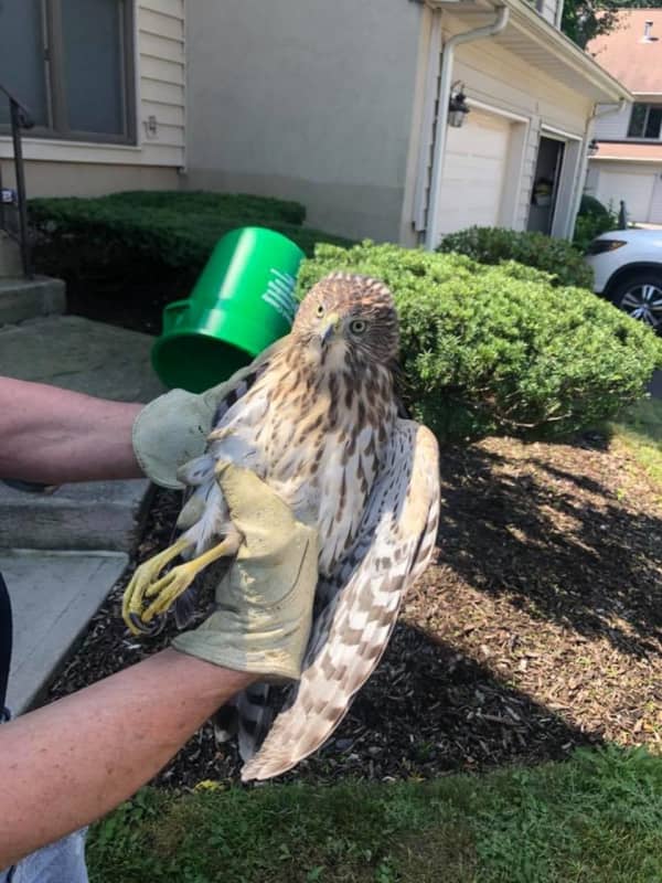 Injured Hawk Rescued In Rockland