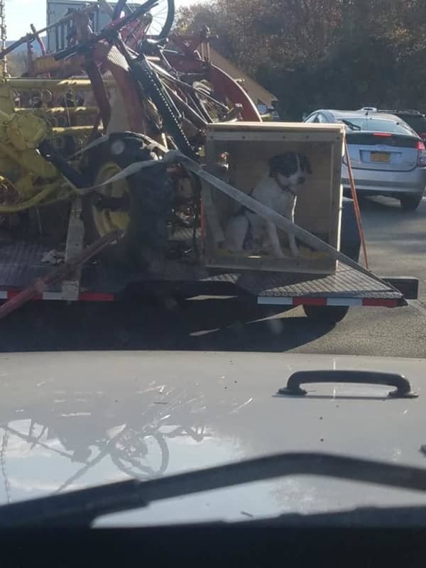 Photo Of Dog On Back Of Trailer On I-84 Leads To Social Media Outcry