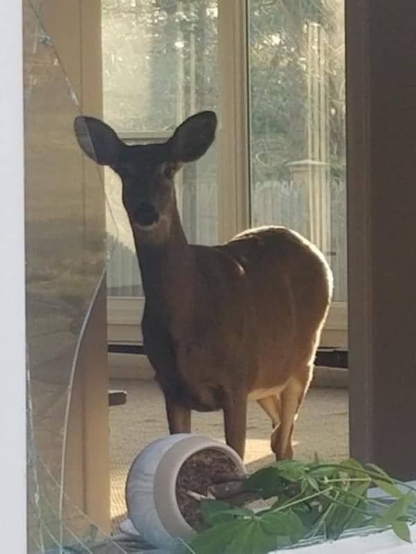 Photos: Deer Makes Itself Right At Home For Thanksgiving In Easton