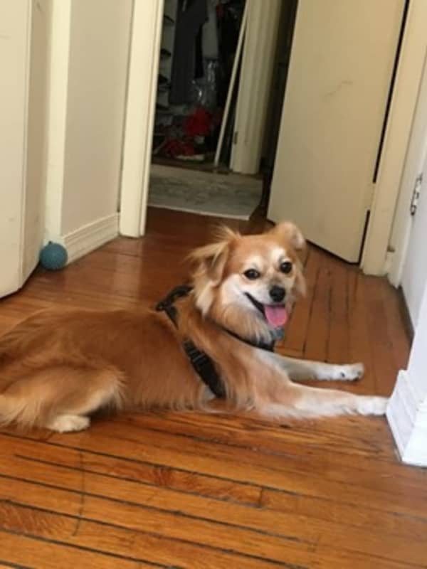 Have You Seen Lost Peekskill Dog 'Pip'?