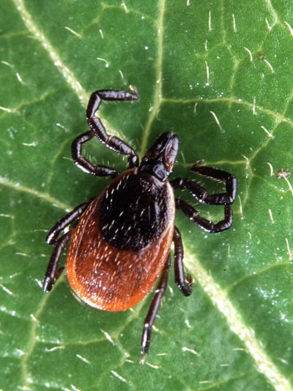 Tick Control Methods On Public Lands Expanding In Hudson Valley