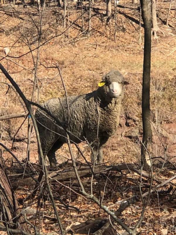 There's A Stray Sheep Wandering In Ramapo