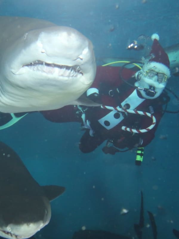 Santa Swims With Sharks At Norwalk's Maritime Aquarium