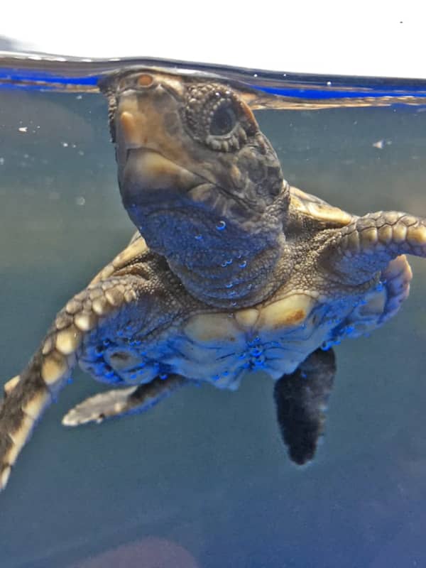 Maritime Aquarium Welcomes First Baby Loggerhead To New Sea Turtle Nursery