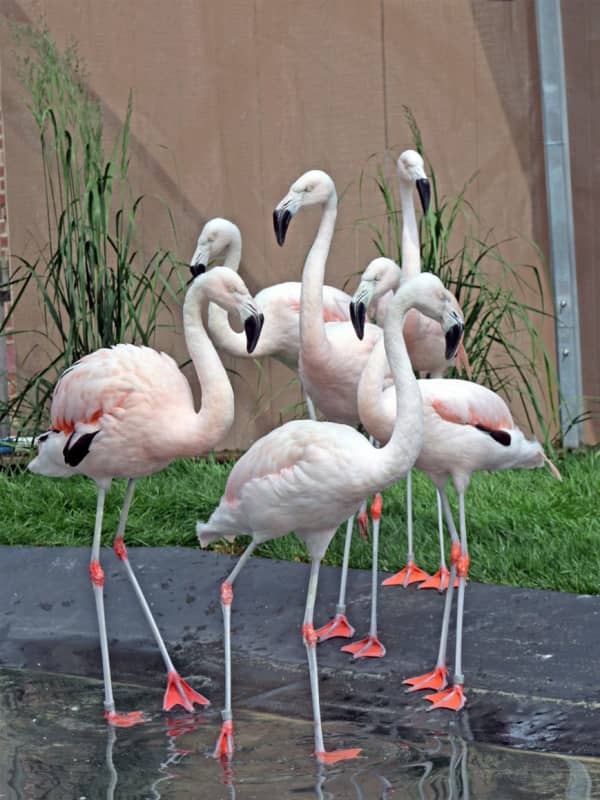 Flock Of Flamingos Comes Home To Roost This Summer At Maritime Aquarium