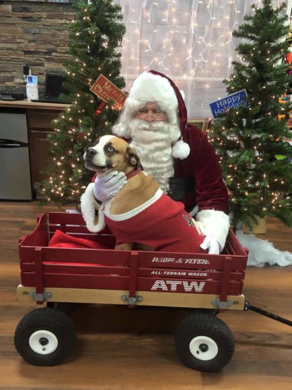 Picture Your Pet With Santa Claus At Edgewater's PetValu