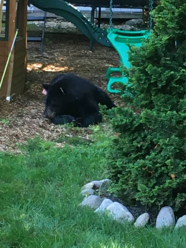Black Bear Visiting Homes, Touching Residents In Westport