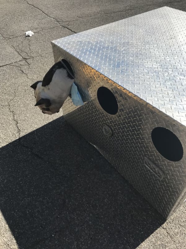 Police Come To The Rescue Of Dog With Head Stuck In Crate On Long Island