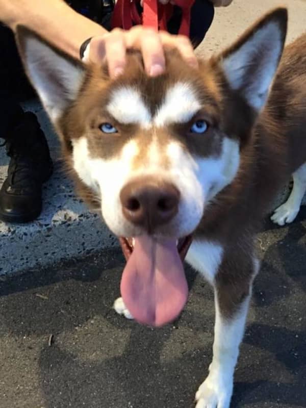 Brookfield Police Looking For Owner Of Lost Dog