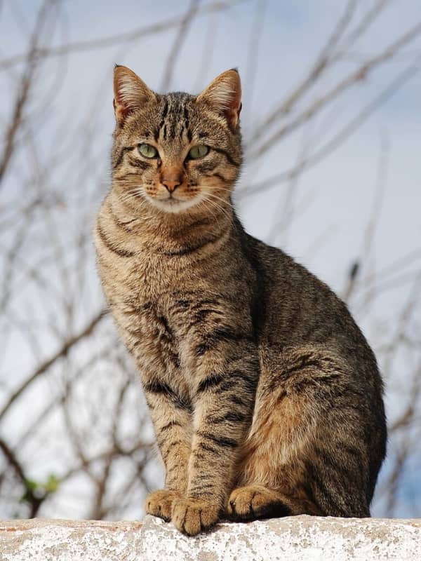 Feral Cat Tests Positive For Rabies After Biting Atlantic County Homeowner