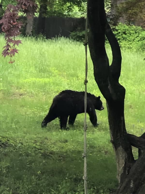 Bear Tranquilized After Climbing Tree In Town Of Poughkeepsie