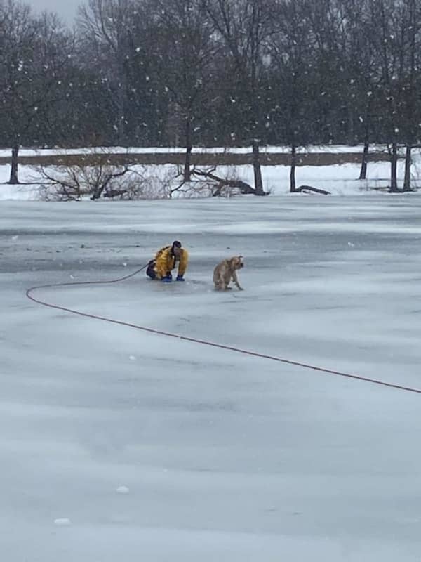 Dog Rescued From Partially Frozen Long Island Pond