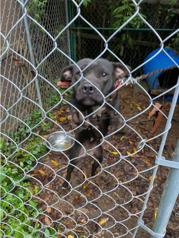 Animal Cruelty Case Discovered Following New Haven County Dogfighting Investigation, Police Say