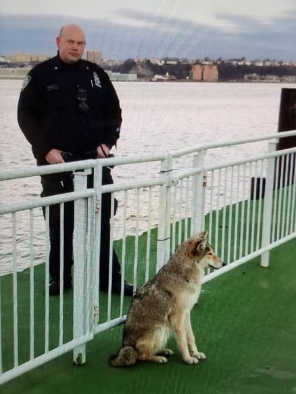 They're Everywhere: Coyote 'Taken Into Custody' By NYPD