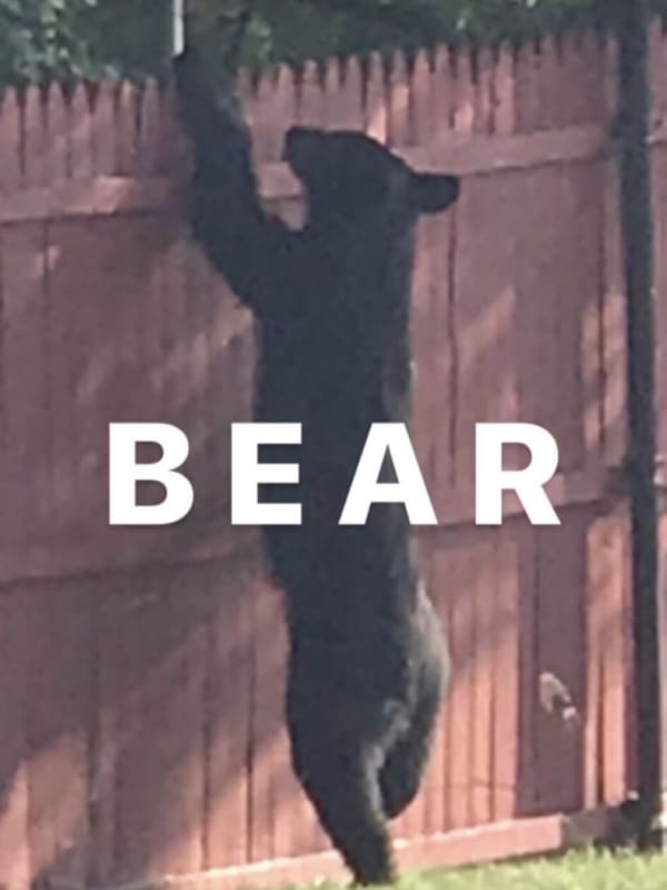 Grin, Bear It: Police Warn Of Latest Black Bear Sighting In Area